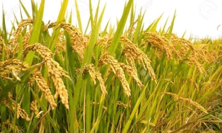 ජල හිඟය නිසා වී වගාවට සහ විදුලිබල නිෂ්පාදනය අඩාල වන ලකුණු 