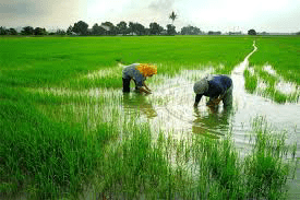 ගොවීන්ට පොහොර සහනයක්