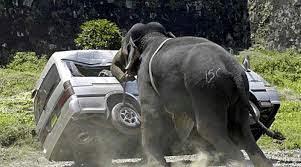 අලි – මිනිස් ගැටුමට ස්ථීර විසඳුමක් ලබාදෙනවා – පවිත්‍රා කියයි