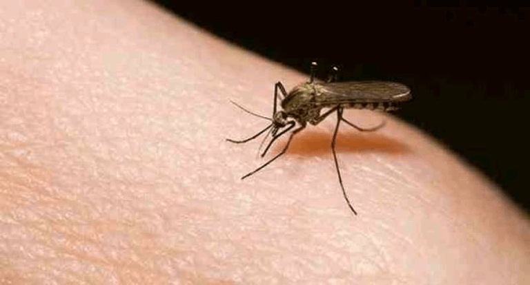 බරවා යළි හිස ඔසවයිද ?