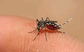 ඩෙංගු වසංගතයක් කර නොගනිමු!
