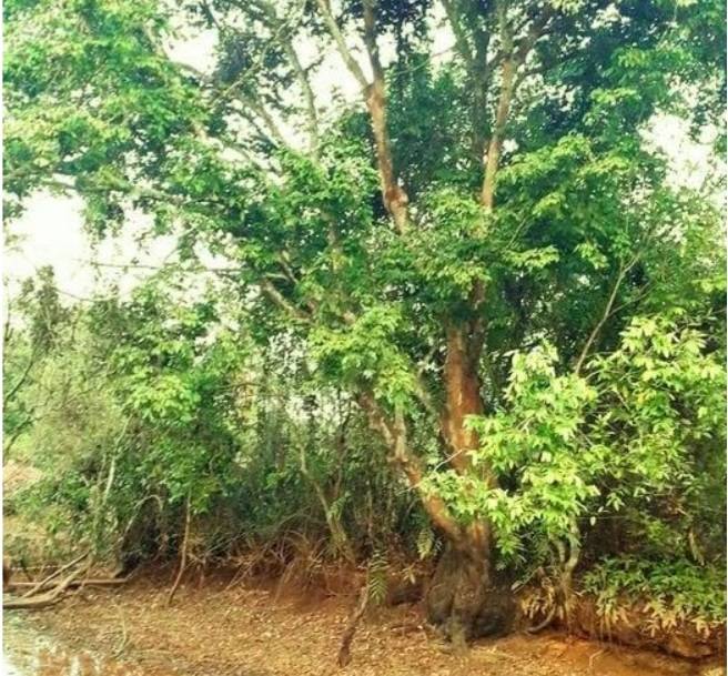 කෲඩියා සෙලනිකා (Crudia zeylanica) ගස කපලා