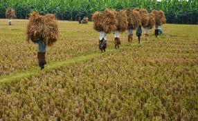 යල කන්නයේ කුඹුරු වගාවට වියළි කාලගුණයෙන් ගැටලු