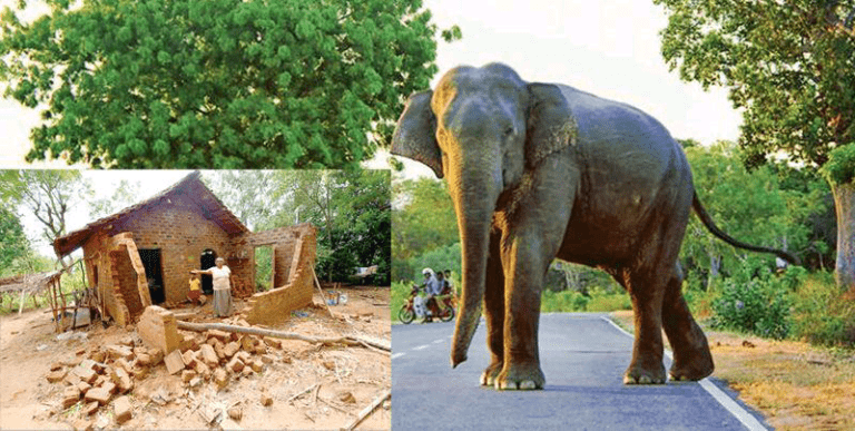 විසඳුම් නැති අලි මිනිස් ගැටුමට ජාතික ප්‍රතිපත්තියක්