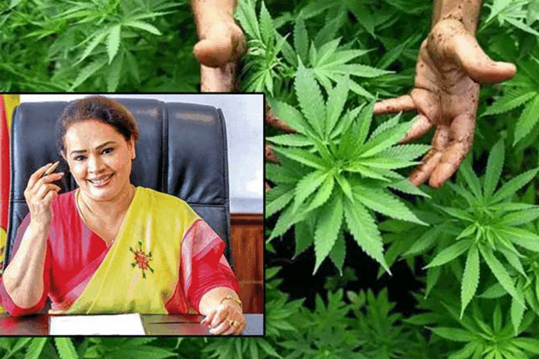 කංසා වගාකිරීමේ නියමු ව්‍යාපෘතියට ආයෝජකයින් 11 දෙනෙක් සූදානමින් ඉන්නවා – ඩයනා