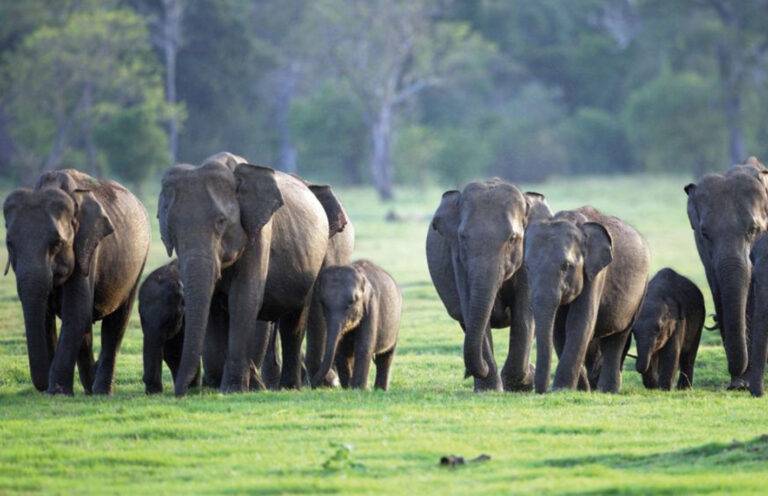 නියඟය නිසා අලි ඇතුන් 6000ක් ඇතුළු වන සතුන්ට දැඩි පීඩා – හෙක්ටයාර 2000කුත් ගින්නෙන් විනාශයි