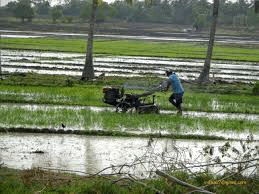 වගා හානි වලට වන්දි ලැබෙන්නේ මෙහෙමයි