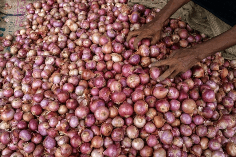 අසාර්ථක ලොකු ළූණු වගාව පිළිබඳ වාර්තාවක්  ඕනෑ  – ඇමති අමරවීර