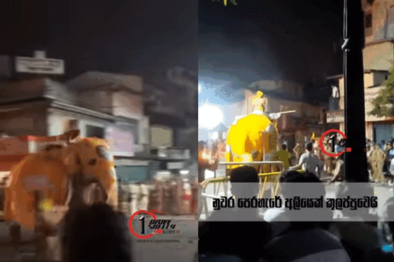 නුවර පෙරහැරේ අලි දෙදෙනෙකු කුලප්පු වීමෙන් නොසන්සුන්තාවක්. පිරිසක් වැවට පැනලා ! (VIDEO)