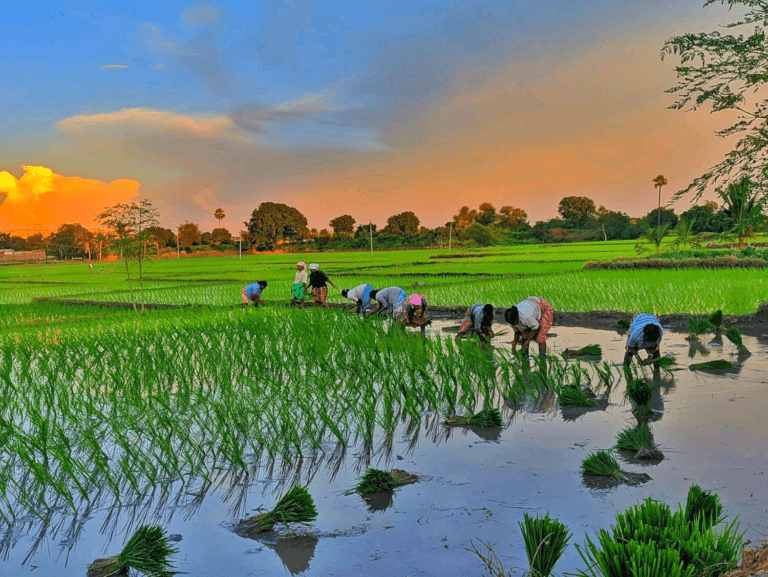 යල කන්නයේ වගා කළ කුඹුරුවලින්  90% කට ජලය මුදා හැර අවසන්