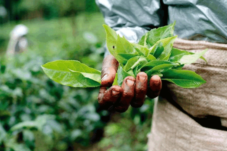 රාජ කුමාරියන් නොවූ වතුකරේ රාජ් කුමාරිලාගේ කතාව ….