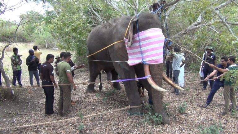 අග්බෝගේ ඉදිරි වම් පාදය සුව වීමට මාස තුනකට වැඩි කාලයක් ගත වේවිද?