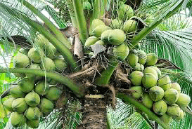 ඩොලර් ගෙනෙන පොල්…