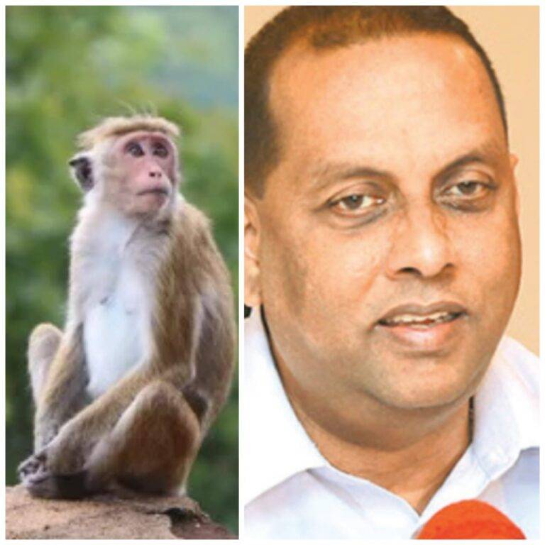 රිළවුන් රට යවන කතාව නැවතත්