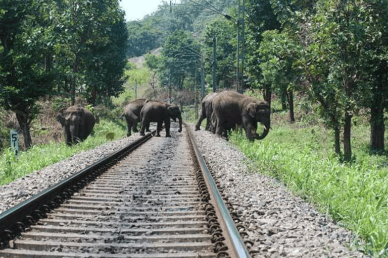 තැපැල් දුම්රියේ ගැටීමෙන් වන අලි 4 දෙනෙක් මරුට !
