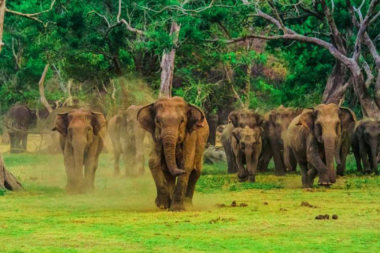 වනජීවී හා වන සම්පත් සංරක්ෂණ අමාත්‍යංශය ආදායම් වාර්තාවකට සැරසෙයි!