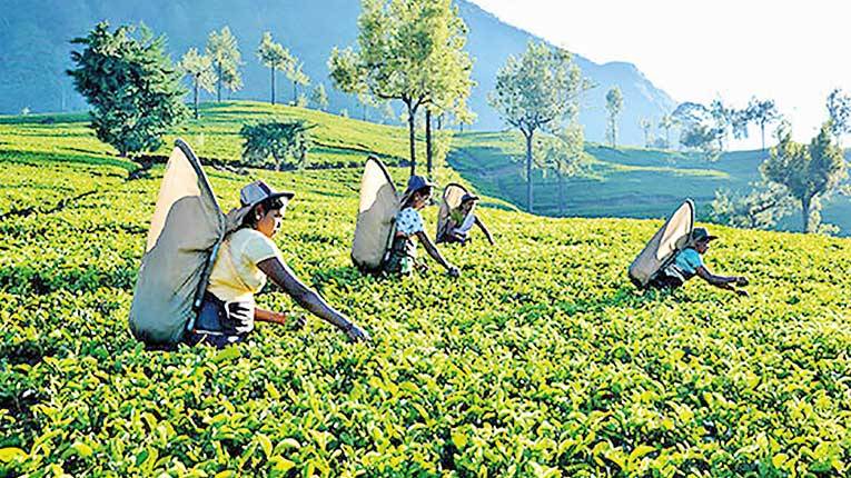 ප්‍රධාන විදෙස් තේ ගැණුම්කරුවන් පිරිසක් දිවයිනට