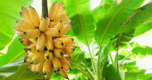 ඇඹුල් කෙසෙල් වලට විදෙස් ඉල්ලුම වැඩිවෙලා