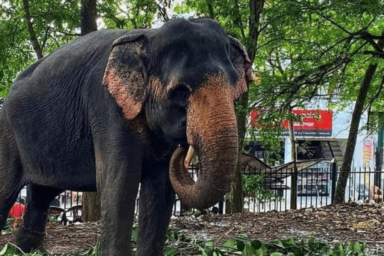 සීතාට වෙඩි තැබූ සිවිල් ආරක්ෂක නිලධාරියා අත් අඩංගුවට !