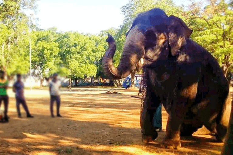 පෙරහැරකට ගෙනා ඇතින්නකට වනජීවී නිලධාරියෙක් වෙඩිතියලා !