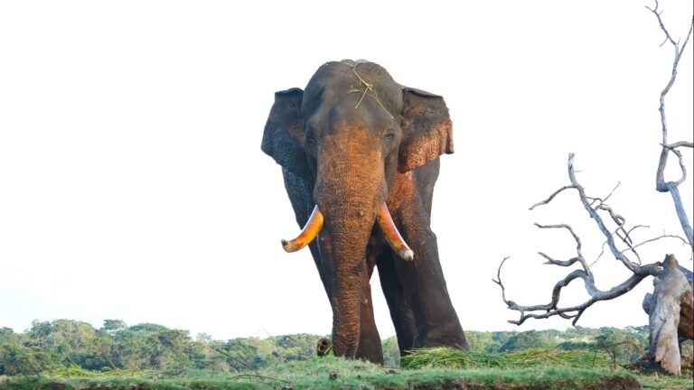 අග්බෝට ප්‍රථිකාර කරන්නට අරන් මාස 03 යි; තරමක සුවයක්! ඊයේත් ගොයම් අරන් ගොවියෝ අග්බෝ බලන්න යයි..