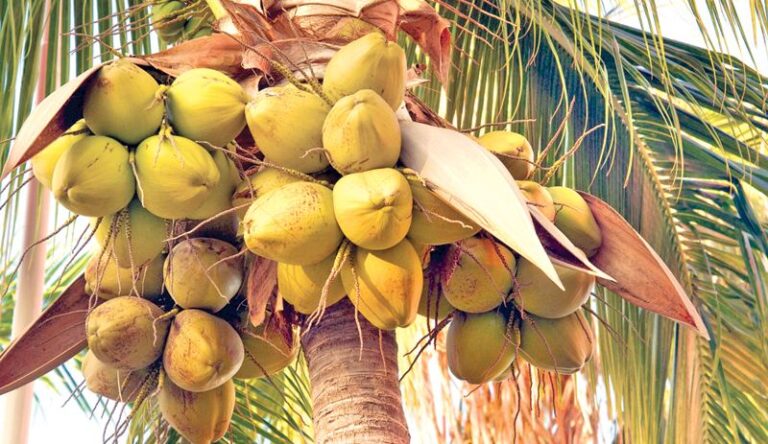 දෙවන පොල් ත්‍රිකෝණය අද ඇරඹේ