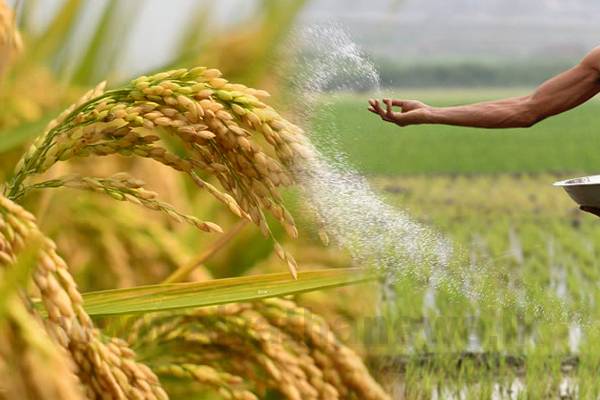 මහ කන්නයට අවශ්‍ය පොහොර හිඟයකින් තොරව සපයන්න – ඇමතිගෙන් උපදෙස්