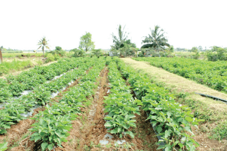 නොරොච්චෝල, කල්පිටිය කෘෂි කලාප ලෙස ප්‍රකාශයට පත් කිරීමට රජ‍යේ තීරණයක්!