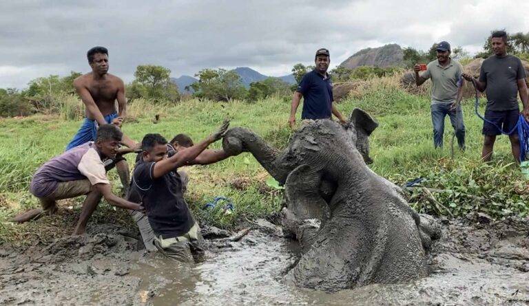 මඩේ එරුනු අලි පැටවා බේරා ගත් මෙහෙයුම