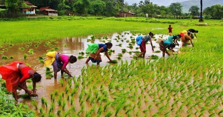 වර්ෂාව අනුව මහ කන්නයේ වැඩ අරඹන්න – කෘෂි අංශ