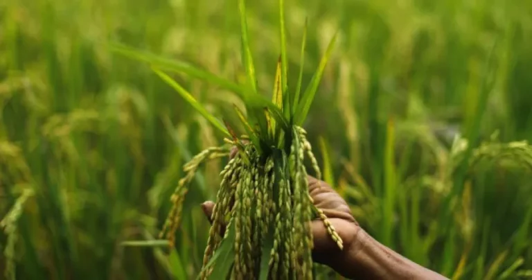 යූරියා මෙ.ටොන් 21,000ක් බෙදාහැරීම හෙට(09) සිට
