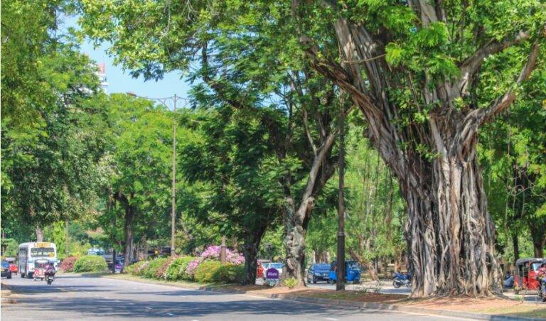 මාර්ග දෙපස අවදානම් ගස් ඉවත් කිරීමට කඩිනම් පියවර !
