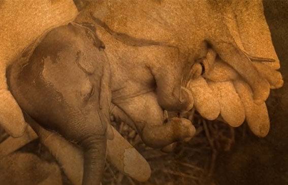 මව සමඟ මිය ගිය කිරිසප්පයා