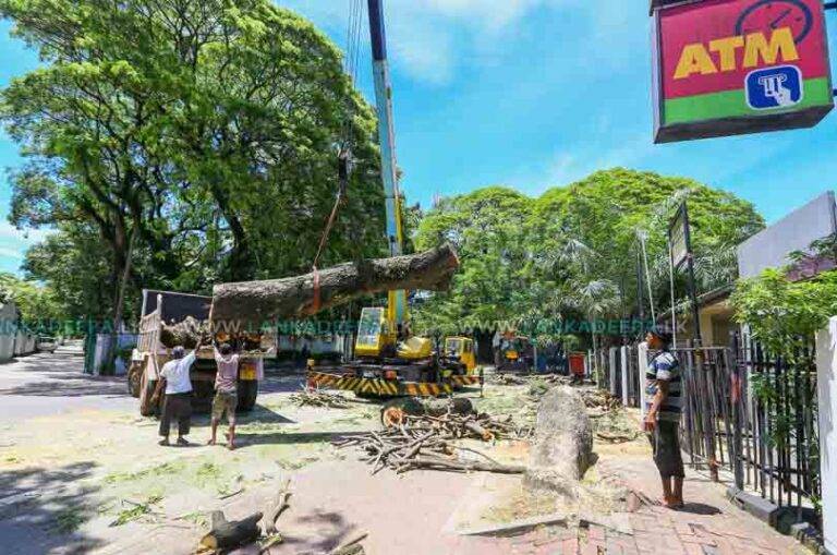 කොළඹ අනාරක්ෂිත ගස් ඉවත්කරන්න හෙට විශේෂ සාකච්ජාවක්!