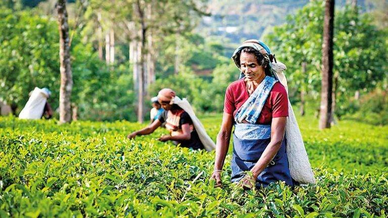 කඳුකරයට අලුත් වැඩක්!