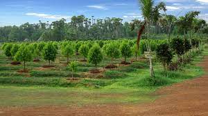 මහවැලියේ වන වගා ව්‍යාපෘතියක්!
