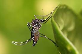 බස්නාහිරට ඩෙංගු අවධානමක්!