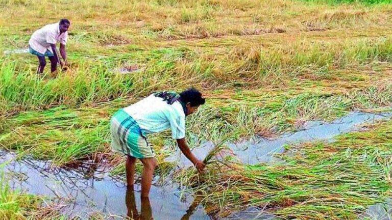 වගා හානි සඳහා වන්දි ගෙවනවා – කෘෂිකර්ම අමාත්‍ය