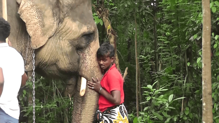 මහියංගණයේදී වෙඩි වැදුණු ඇතින්නගේ පෙණහළු ආශ්‍රිතව උණ්ඩ ඇති බවට සැකයක්.