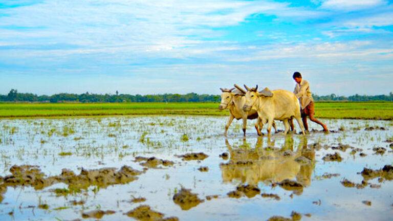 පොහොර සඳහා මුදල් අද (06) දිනයේ ගොවීන් ගේ ගිණුම් වලට!