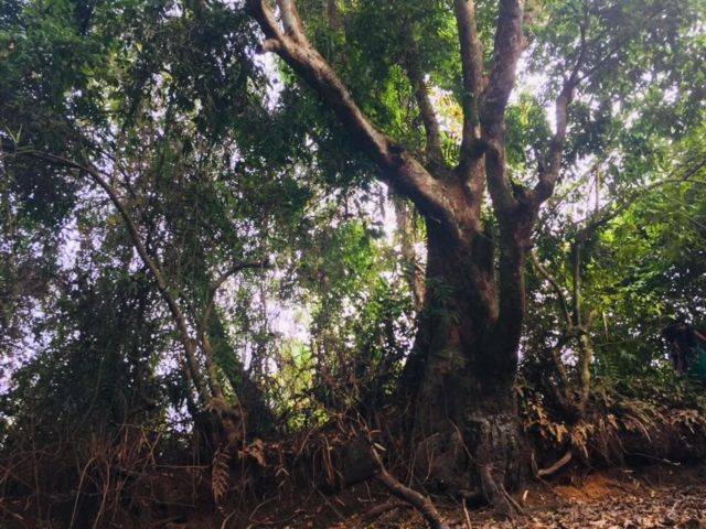දාරලුව පඬු කරඳ ගසේ නඩුව ඉල්ලා අස් කර ගනී!