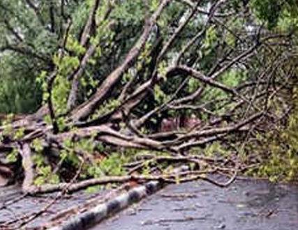 කුණ්ඩසාලේ-තෙල්දෙණියේදී ප්‍රධාන මාර්ගයේ ගසක් කඩා වැටී අනතුරක්!