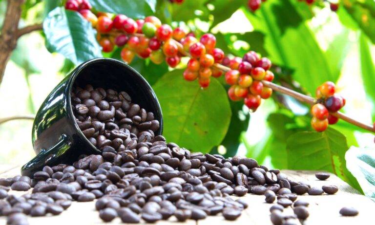 කෝපි වලින් ඩොලර් හොයමු!