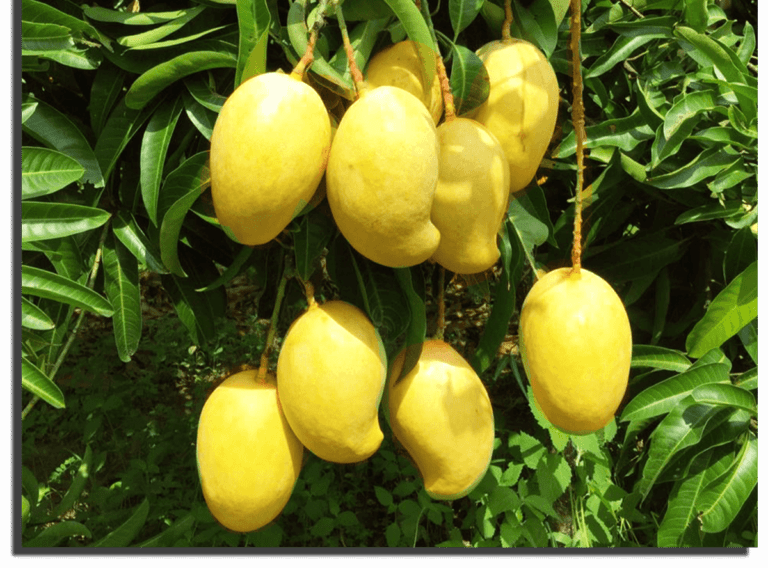 අඹ වලින් ඩොලර් හොයන අලුත් වැඩක්!