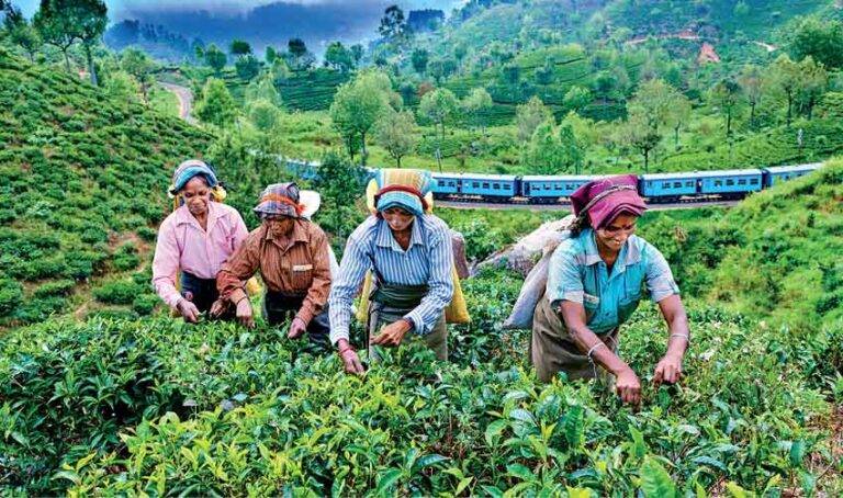තේ වගාවට තිබූ ප්‍රශ්න ඉවරයි! තේ වලට හොඳ කලක්!