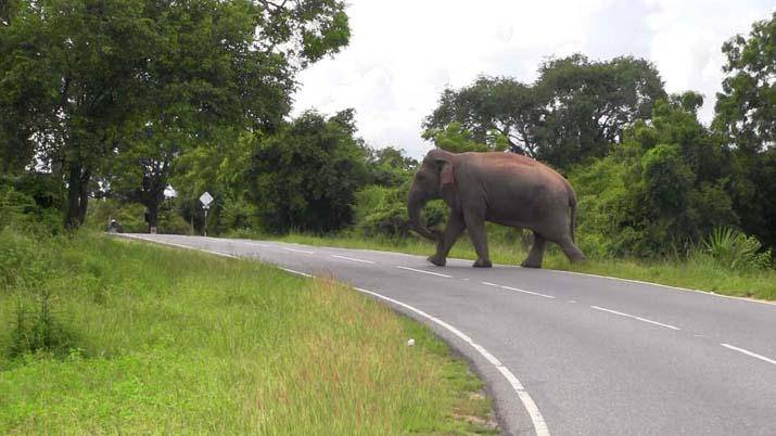 විසඳුම් නැති අලි ප්‍රශ්න වලට විසඳුම්