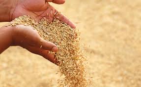 වැඩිම වී අස්වැන්න ගිය කන්නයේ ලැබුණා – කෘෂිකර්ම අමාත්‍ය