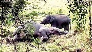 අලි මිනිස් ගැටුම් විසඳුමට බාලගිරි දෝශයද?