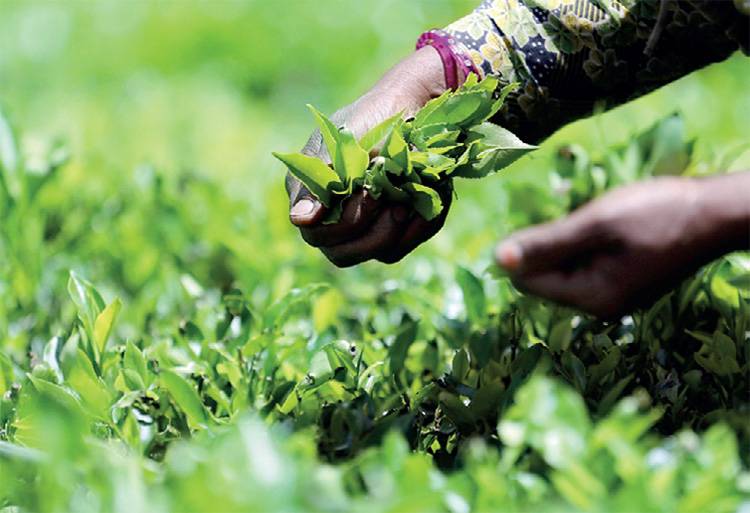 ඔක්තෝම්බර් මාසයේදී සියයට 4.1 ක පහත වැටීමක් තිබියදීත් 2023 දී තේ අපනයනය යළිත් ඉහළට!