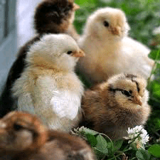 නොමිලයේ කුකුළු පැටව්!
